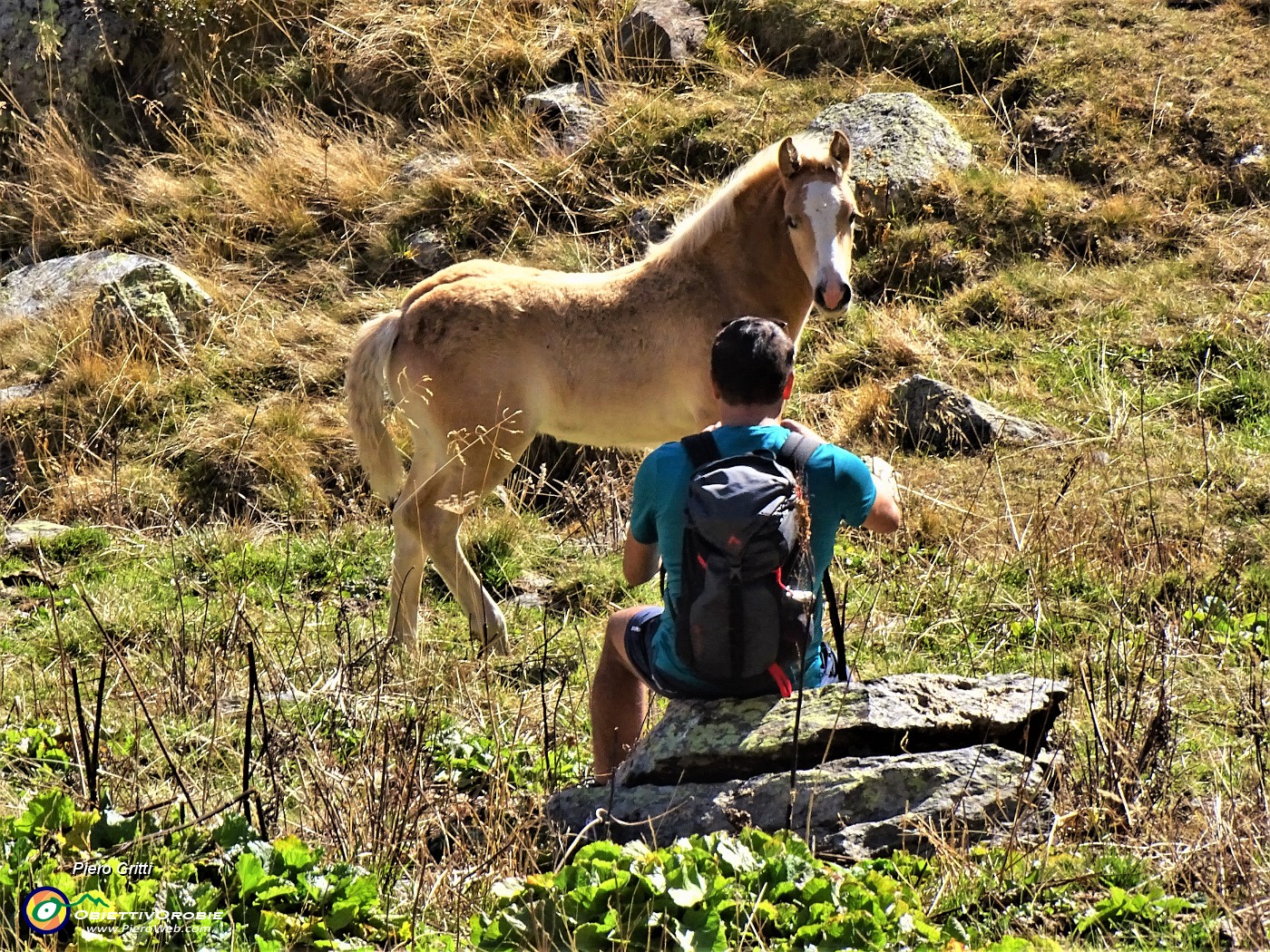 32 Il puledro sfila davanti al fotografo.JPG